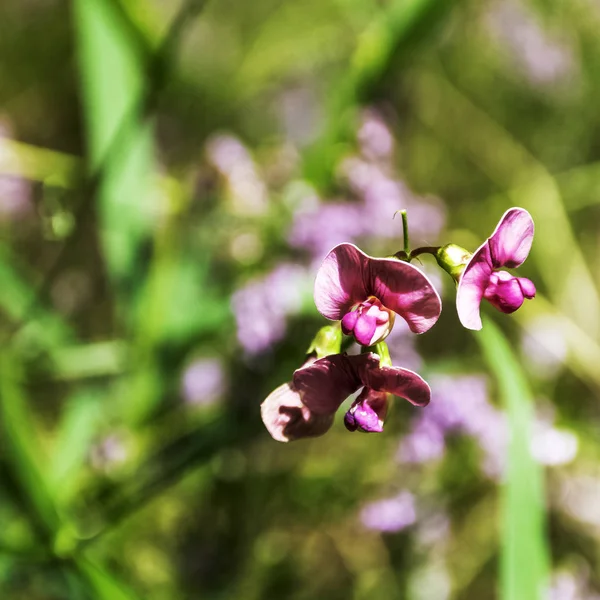 Lathyrus Palustris Una Specie Pisello Selvatico Conosciuta Come Pisello Paludoso — Foto Stock