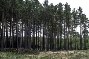 Lehçe vahşi orman - Slowinski Milli Parkı, Polonya