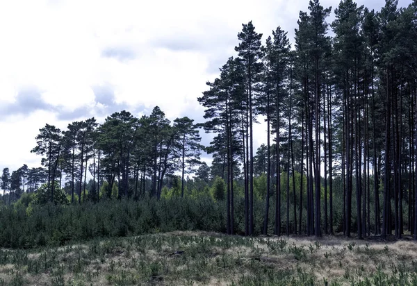 Polish Wild Forest Slowinski National Park Poland — Stock Photo, Image