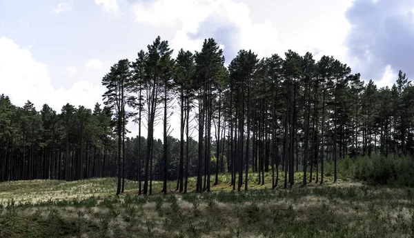 Forêt Sauvage Polonaise Parc National Slowinski Pologne — Photo