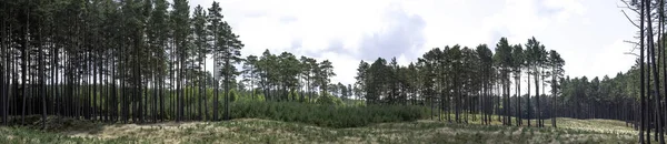Hutan Liar Polandia Panorama Taman Nasional Slowinski Polandia — Stok Foto