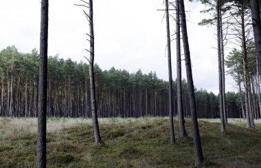 Lehçe vahşi orman - Slowinski Milli Parkı, Polonya Panoraması