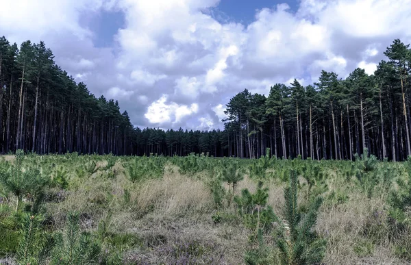 Dziki Las Polski Panorama Słowiński Park Narodowy Polska — Zdjęcie stockowe