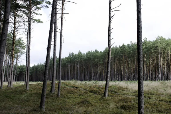 Polish Wild Forest Kampinos National Park Poland — Stock Photo, Image