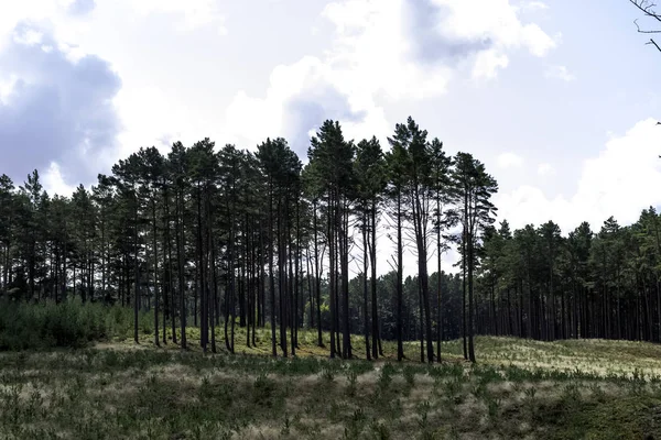 Польский Дикий Лес Национальный Парк Кампинос Польша — стоковое фото