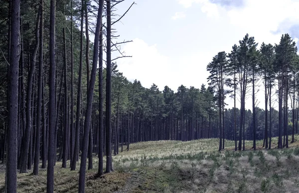 Polonya Vahşi Ormanı Kampinos Ulusal Parkı Polonya — Stok fotoğraf