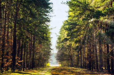 Yol Lehçe vahşi ormanda - Kampinos Milli Parkı, Polonya