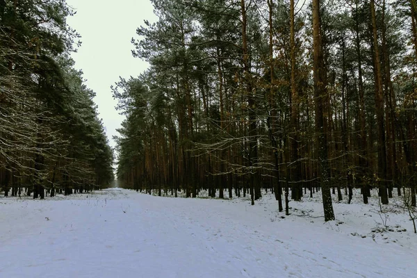 Kış Kampinos Milli Parkı Nda Polonya — Stok fotoğraf