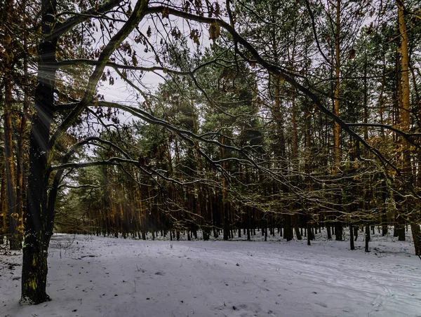 Зима Kampinos Національному Парку Польща — стокове фото