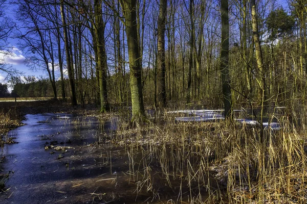 凍結する泥地の Kampinos 国立公園 ポーランド — ストック写真