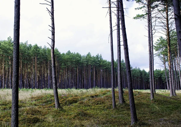 Polish Wild Forest Slowinski National Park Poland — Stock Photo, Image