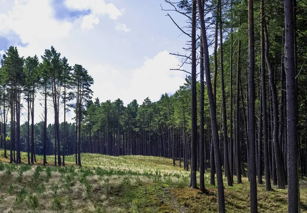 Forêt Sauvage Polonaise Parc National Slowinski Pologne — Photo