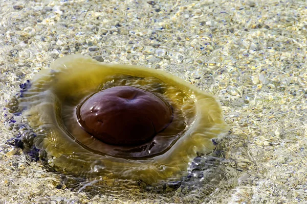 Cotylorhiza Tuberculata Büyük Denizanası Adriyatik Denizi Tucepi Makarska Riviera Dalmaçya — Stok fotoğraf