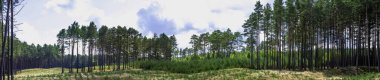 Lehçe vahşi orman - Kampinos Milli Parkı, Polonya Panoraması