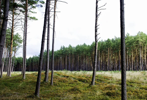 Polish Wild Forest Kampinos National Park Poland — Stock Photo, Image