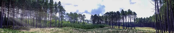 Polish wild forest with visible sun rays - panorama of Kampinos National Park