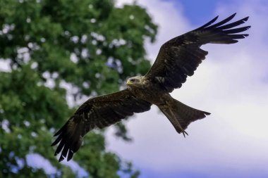 Uçan kırmızı çaylak (Milvus milvus) Warwick, Amerika Birleşik Devletleri