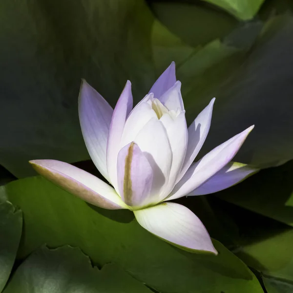 Water lily (nymphaeaceae or lily pad) in Zelazowa Wola, Mazowieckie, Poland