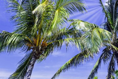 Küba royal palm (Roystonea regia) Yarımadası de Zapata Milli Parkı'nda / Zapata bataklık, Küba