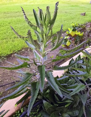 Şeytanlar omurga, binlerce, timsah bitki, anası Bryophyllum daigremontianum (kalanşoy daigremontiana) adlı veya Meksika şapka bitki Madagaskar - Varadero, Küba için yerel bir etli bitki