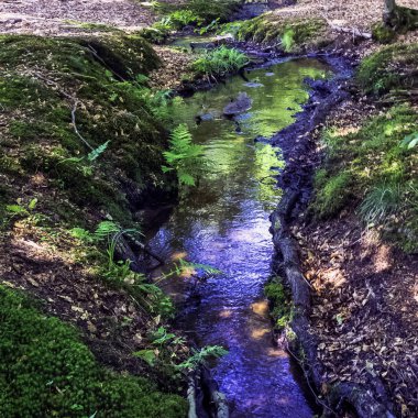 Stream vahşi orman - Slowinski Milli Parkı, Kaszuby, Pomorskie, Polonya