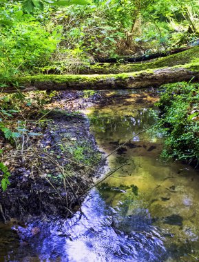 Stream vahşi orman - Slowinski Milli Parkı, Kaszuby, Pomorskie, Polonya