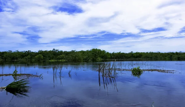 Kubański Bagno Parku Narodowego Zapata Półwysep Zapata Kuba — Zdjęcie stockowe