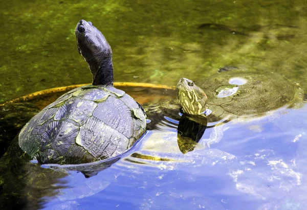 Kubánské Jezdec Trachemys Decussata Hrdlička Původem Kuby Poloostrov Zapata Národní — Stock fotografie