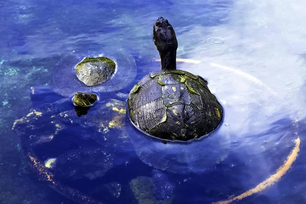 Kubánské Jezdec Trachemys Decussata Hrdlička Původem Kuby Poloostrov Zapata Národní — Stock fotografie