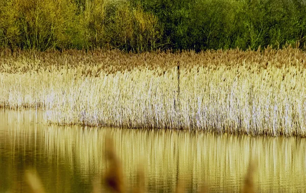 Golden Reed Outono Bedfont Lakes Country Park Londres Reino Unido — Fotografia de Stock