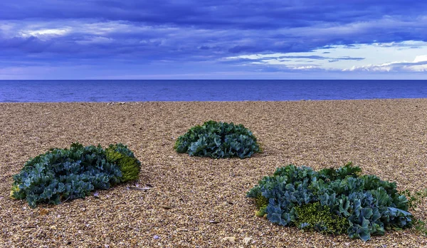Dorset Ngiltere Için Sahilde Deniz Kale Crambe Maritima Bitkiler — Stok fotoğraf