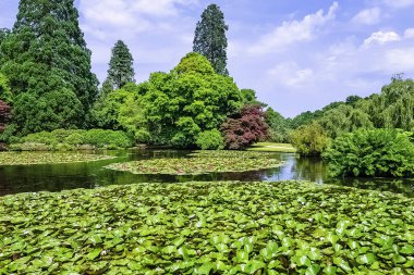 Shefield Gölü - Uckfield, Birleşik Krallık 'ta nilüferler (nilüfergiller)