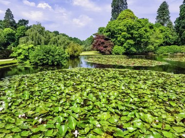 Shefield Gölü - Uckfield, Birleşik Krallık 'ta nilüferler (nilüfergiller)