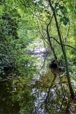 Shefield Gölü 'nün vahşi kısmı - Uckfield, Birleşik Krallık