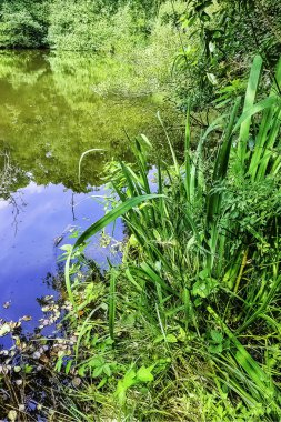 Shefield Gölü 'nün vahşi kısmı - Uckfield, Birleşik Krallık