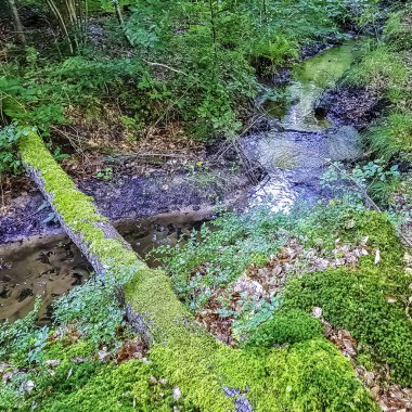 Stream vahşi orman - Slowinski Milli Parkı, Pomerania, Polonya
