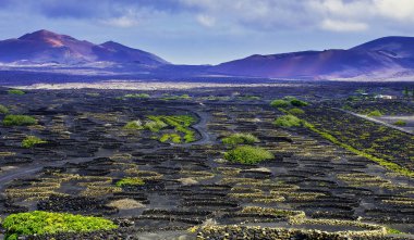 La Geria Şarap Vadisi - Lanzarote, Kanarya Adaları, İspanya