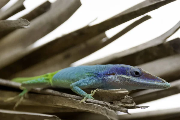 Anole Der Kubanischen Eidechse Allison Anolis Allisoni Auch Bekannt Als — Stockfoto