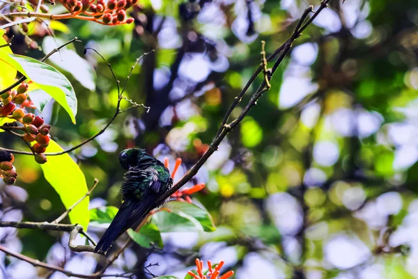 Smeraldo Cubano Chlorostilbon Ricordii Una Specie Colibrì Maschio Parco Nazionale — Foto Stock
