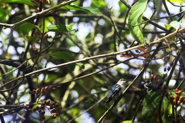 Mellisuga Helenae Uma Espécie Beija Flor Endémica Cuba Que Menor — Fotografia de Stock