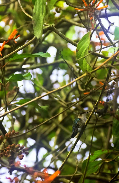 Bee hummingbird, zunzuncito or Helena hummingbird (Mellisuga helenae) is a species of hummingbird endemic to Cuba which is the world\'s smallest bird - Peninsula de Zapata / Zapata Swamp, Cuba