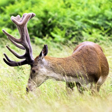 Vahşi erkek Kızıl geyik Untied Devletleri