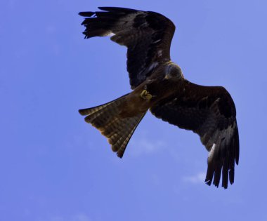 Uçan siyah uçurtma (Milvus migrans) 