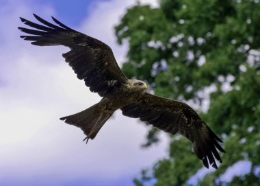Uçan siyah uçurtma (Milvus migrans) 