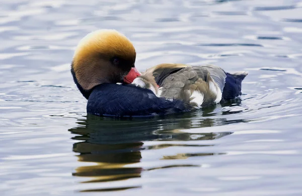 Pájaro Cresta Roja Netta Rufina Gran Pato Buceo —  Fotos de Stock