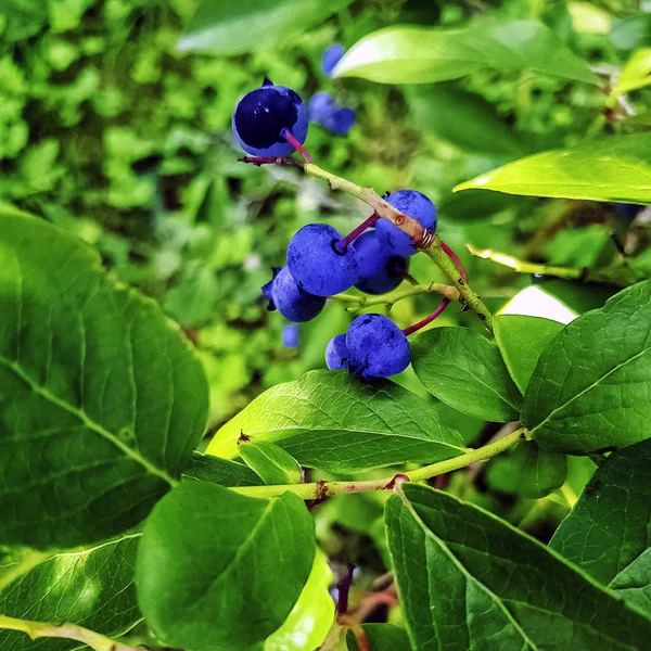 Wspólne Śliwka Znany Również Jako Fioletowy Lub Damson Śliwa Prunus — Zdjęcie stockowe