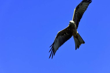 Uçan kırmızı çaylak (Milvus milvus) Warwick, Warwickshire, İngiltere