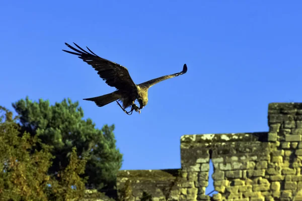 Flying Red Kite Milvus Milvus Warwick Warwickshire United Kingdom — Stock Photo, Image