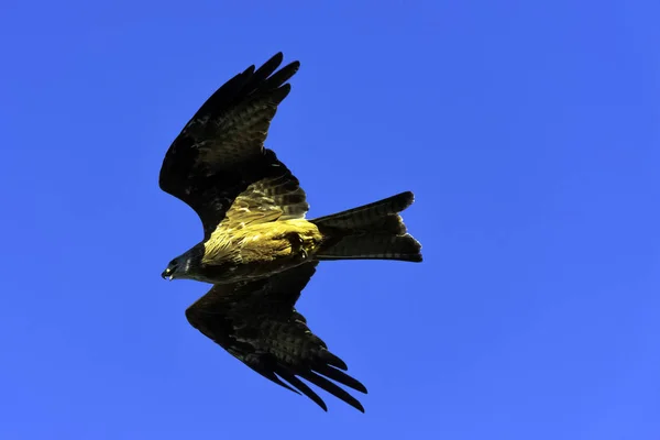 Flying Red Kite Milvus Milvus Warwick Warwickshire United Kingdom — Stock Photo, Image
