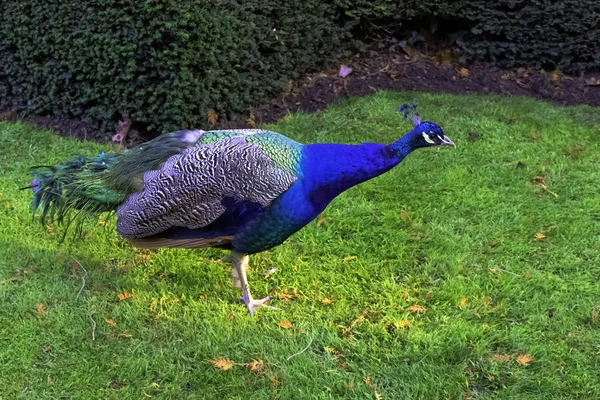 Wild Peacock British Park Warwick Warwickshire United Kingdom — Stock Photo, Image